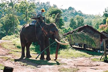 14 Thailand 2002 F1060021 Khao Lak Ausflug Elefantentrekking_478